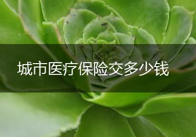 城市医疗保险交多少钱