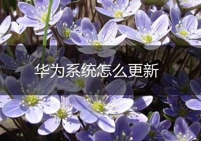 华为系统怎么更新