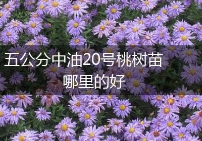 五公分中油20号桃树苗哪里的好