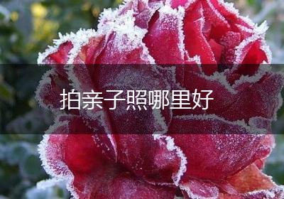 拍亲子照哪里好