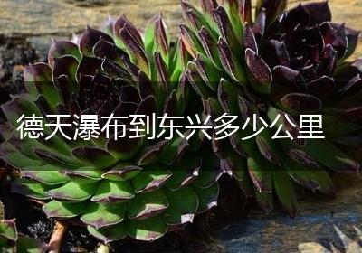 德天瀑布到东兴多少公里