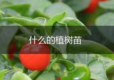 什么的植树苗