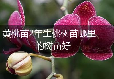 黄桃苗2年生桃树苗哪里的树苗好