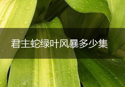 君主蛇绿叶风暴多少集