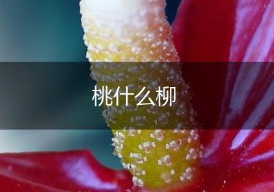 桃什么柳