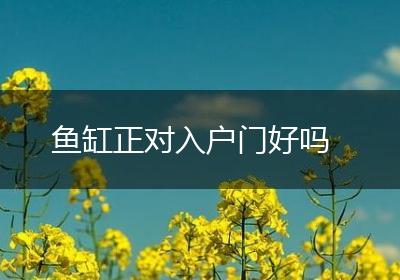 鱼缸正对入户门好吗