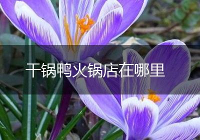 干锅鸭火锅店在哪里