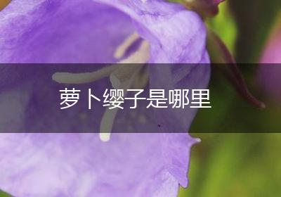 萝卜缨子是哪里