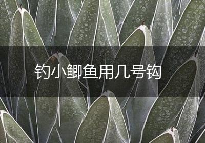 钓小鲫鱼用几号钩