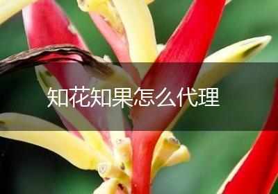 知花知果怎么代理