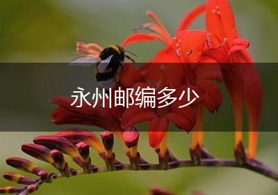 永州邮编多少