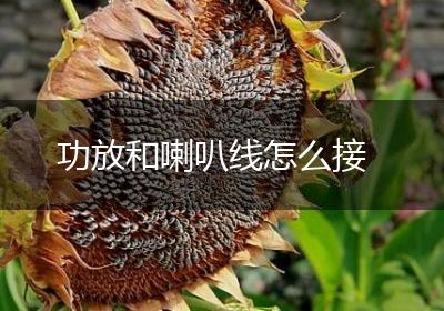 功放和喇叭线怎么接
