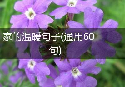 家的温暖句子(通用60句)