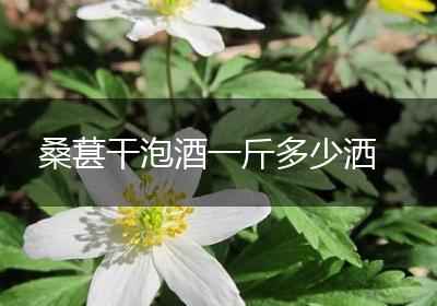 桑葚干泡酒一斤多少洒