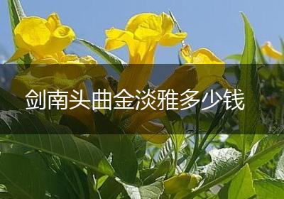 剑南头曲金淡雅多少钱