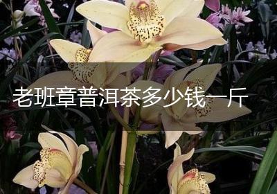老班章普洱茶多少钱一斤