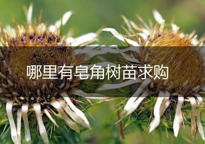 哪里有皂角树苗求购