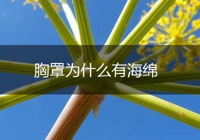 胸罩为什么有海绵