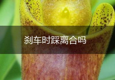刹车时踩离合吗