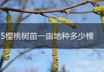 5樱桃树苗一亩地种多少棵