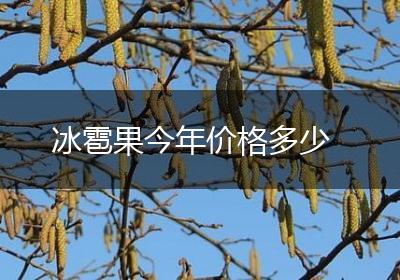 冰雹果今年价格多少