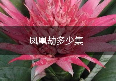 凤凰劫多少集