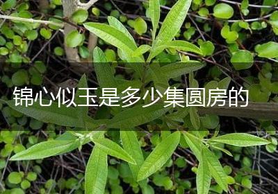 锦心似玉是多少集圆房的