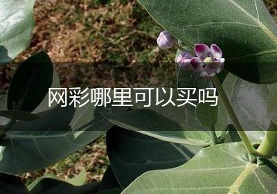 网彩哪里可以买吗