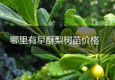 哪里有早酥梨树苗价格