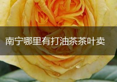南宁哪里有打油茶茶叶卖