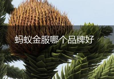 蚂蚁金服哪个品牌好
