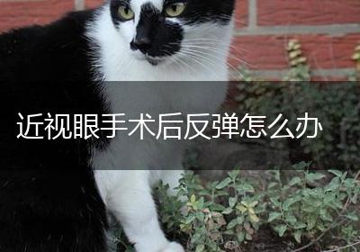 近视眼手术后反弹怎么办
