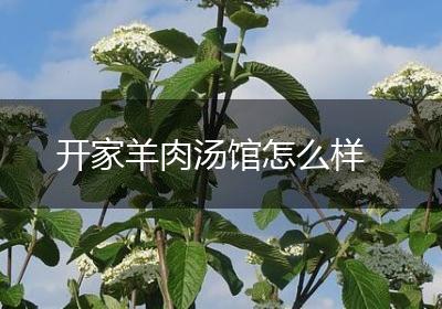 开家羊肉汤馆怎么样