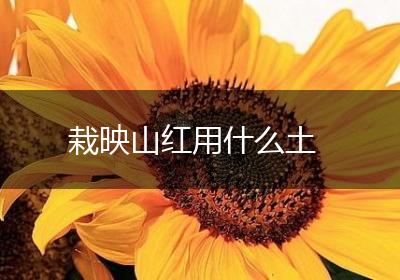栽映山红用什么土