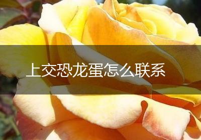 上交恐龙蛋怎么联系