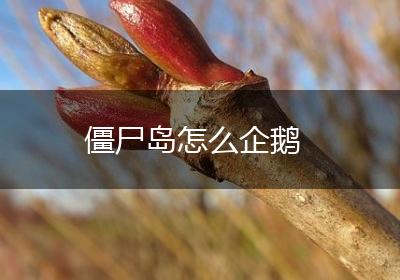 僵尸岛怎么企鹅