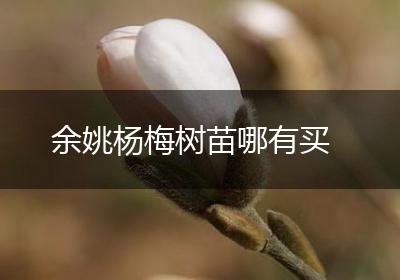 余姚杨梅树苗哪有买
