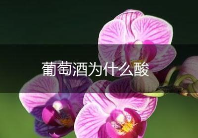葡萄酒为什么酸