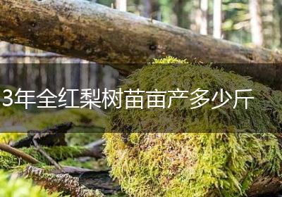 3年全红梨树苗亩产多少斤