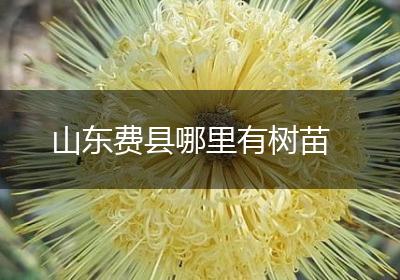 山东费县哪里有树苗