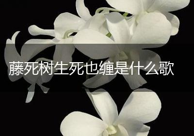 藤死树生死也缠是什么歌
