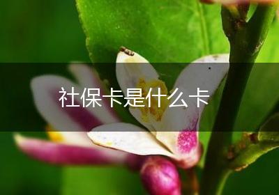 社保卡是什么卡