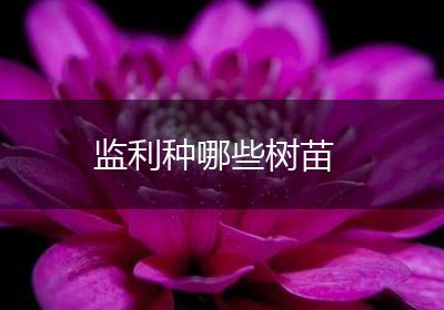 监利种哪些树苗