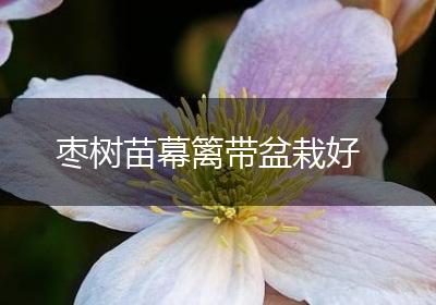 枣树苗幕篱带盆栽好