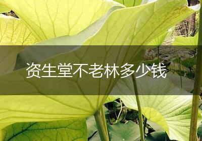 资生堂不老林多少钱