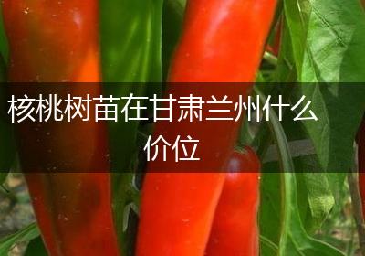 核桃树苗在甘肃兰州什么价位