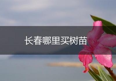 长春哪里买树苗