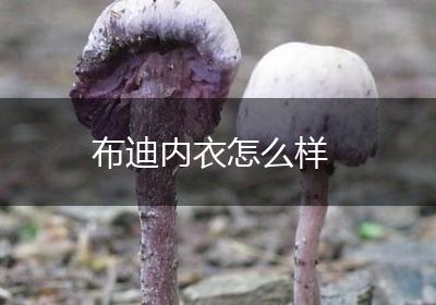 布迪内衣怎么样