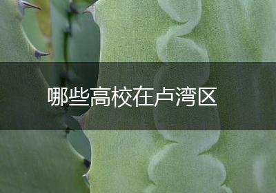 哪些高校在卢湾区