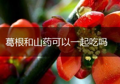 葛根和山药可以一起吃吗